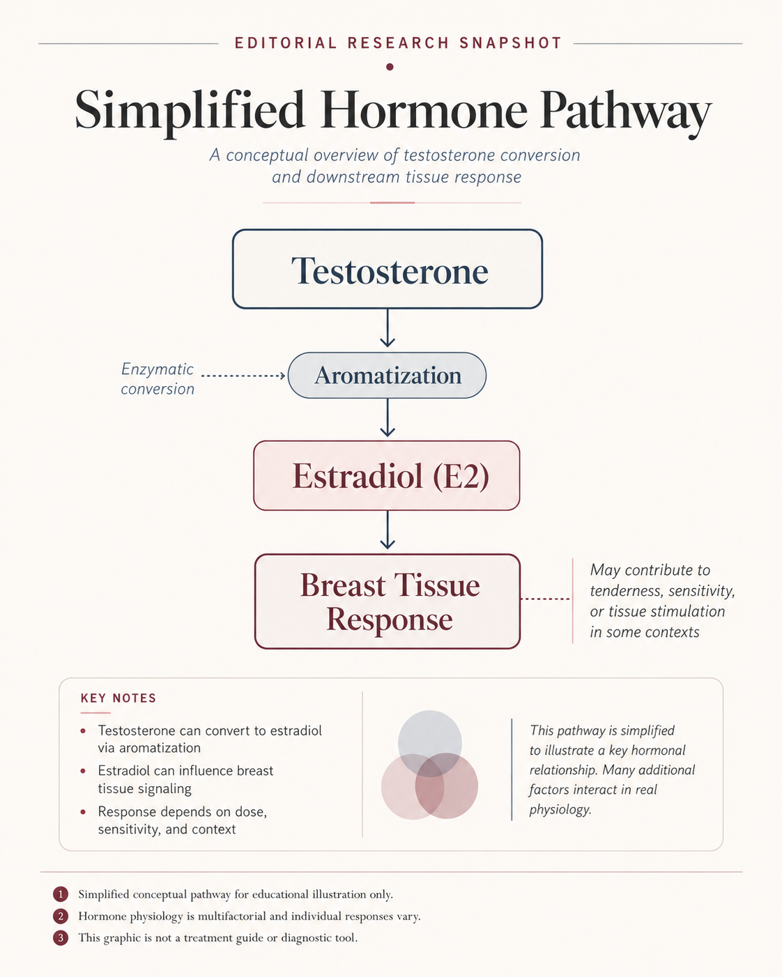 A simple research snapshot explaining testosterone conversion to estrogen and tissue sensitivity.